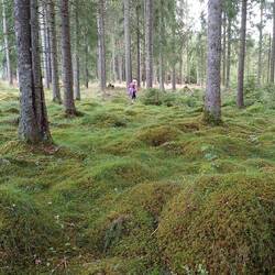 auf in den Wald