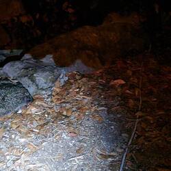 Der Igel besucht uns Abends und versteckt sich Tagsüber in einer Baumhöhle