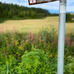 auf einem der Olavswege