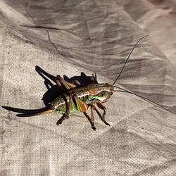 Die gibt es hier en masse!