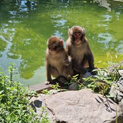 Die beiden Kinder waren unzertrennlich 🐵🐵