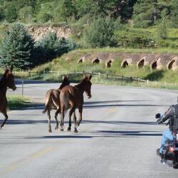 Natural horse power on display Mules