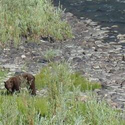 We stopped when we saw this bear drinking at the river and where able to get a pic
