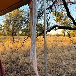 Wir bekommen einen Känguru-Schwanz