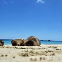 Denen gefällts auch sehr am Strand