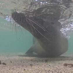 Ein Zusammenschnitt vom Tauchen und einer neugierigen Robbe am Strand