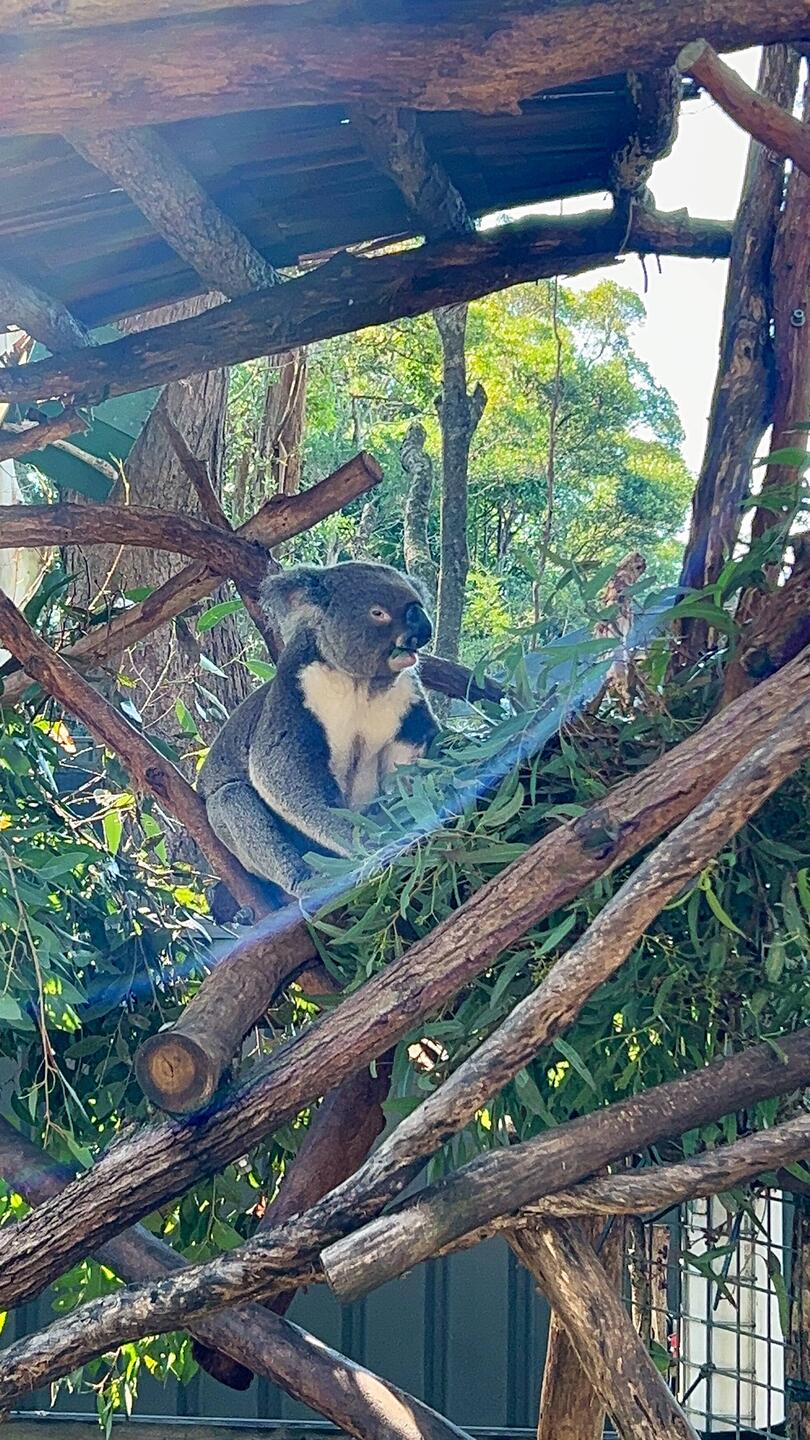 En neue Koala Spital