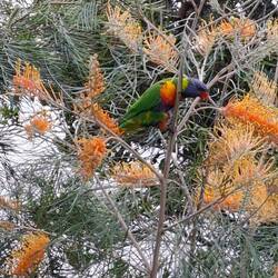 Rainbow lorikeet in the Grevillea,
