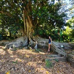 Riesenficus