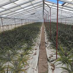 Ananasplantage