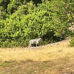 Prächtiger Ziegenbock