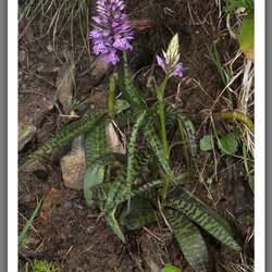 Geflecktes Knabenkraut oder aber auch Dactylorhiza maculata