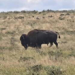 A Bison bull who is trying to look good for the ladies.