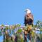 Eagle!