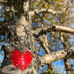 Der Abend endet am Lagerfeuer bei einem Gläschen Zirbenschnaps und Pfeffi 😏