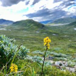 ..Echte Goldruten und jede Menge Moose und Flechten.