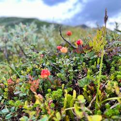 Bergab laufen wir an Moltebeeren..