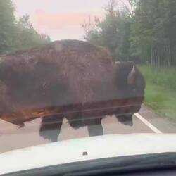 Langsam schlendert das Bisons vor meinem Auto herum