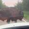 Langsam schlendert das Bisons vor meinem Auto herum
