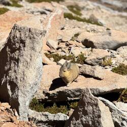 Viscacha