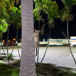 Ein "Possum" in Townsville😅