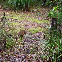 Das Wallaby war das Highlight des verregneten Spaziergangs😅