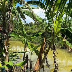 Lanta Dareen Garden Home