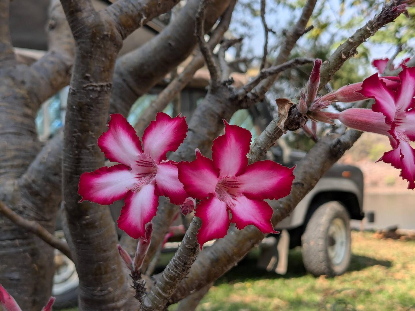 Der Impala Lily Baum blüht gerade.
