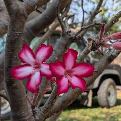 Der Impala Lily Baum blüht gerade.