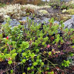 ..Moose, Krähenbeeren..