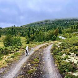 Darüber hinaus wächst hier vorwiegend Birke und Kiefer, auf..