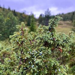 ..und pieksigem Wacholder.