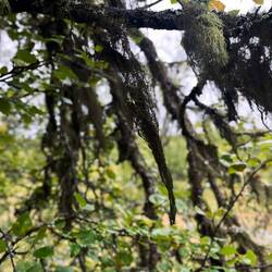 ..denen sich Bartflechten ausbreiten - ein Zeichen für gute Luftqualität 👌🏼