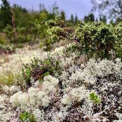 Die Flora besteht großteils aus Flechten,..