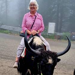 Does the yak look happy?