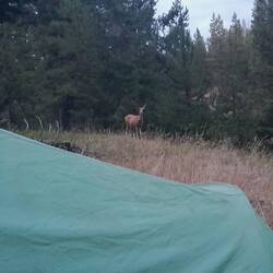 Neugierige Besucher(in?), neben Hasen, Eichhörnchen, Streifenhörnchen, etc