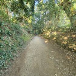 beautiful tall trees