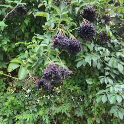 Elderberries?