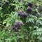 Elderberries?