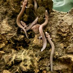Olm are also called baby dragons