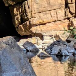 Water monitor sunning himself