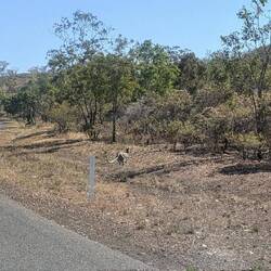 Kangaroo bouncing off the road