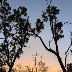 The moon peeking over the top of the trees