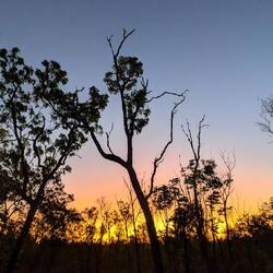 Enjoying the shadows of the trees against the sunset sky