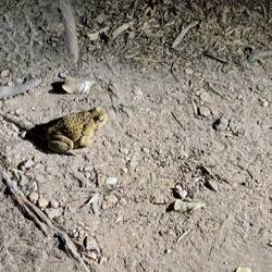 One of the bigger frogs we spotted