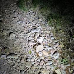 Mr snake hanging out on the path