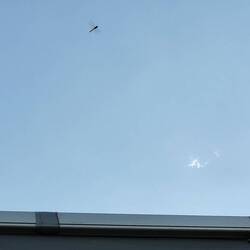 Libellen umschwirren den Heros