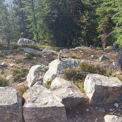 Gaaaanz viele Streifenhörnchen 🥰