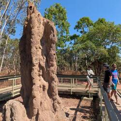 Cathedral termites mound - 4m tall