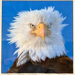 Dieses Bild hing auf der Fähre. Ein Weißkopfseeadler auf Sturm gebürstet.